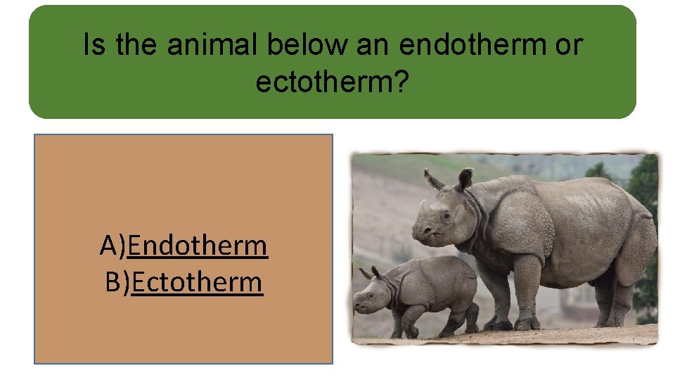 Is the animal below an endotherm or ectotherm? A)Endotherm B)Ectotherm 