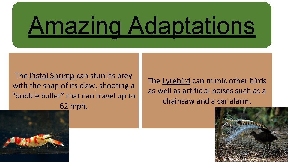Amazing Adaptations The Pistol Shrimp can stun its prey with the snap of its