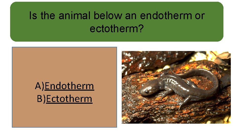 Is the animal below an endotherm or ectotherm? A)Endotherm B)Ectotherm 