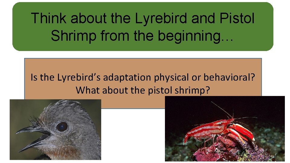 Think about the Lyrebird and Pistol Shrimp from the beginning… Is the Lyrebird’s adaptation