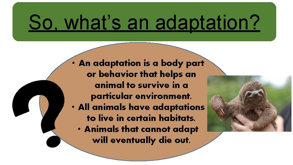 So, what’s an adaptation? • An adaptation is a body part or behavior that