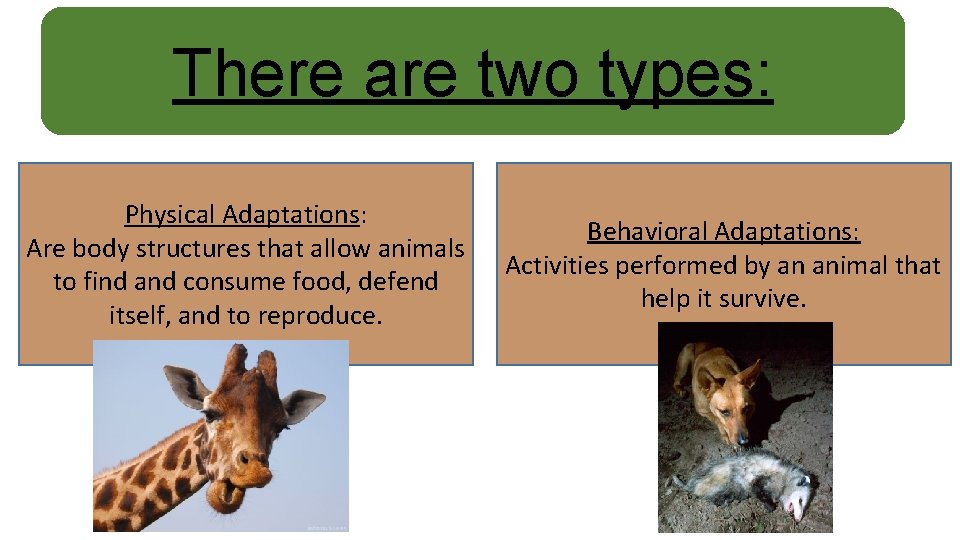There are two types: Physical Adaptations: Are body structures that allow animals to find