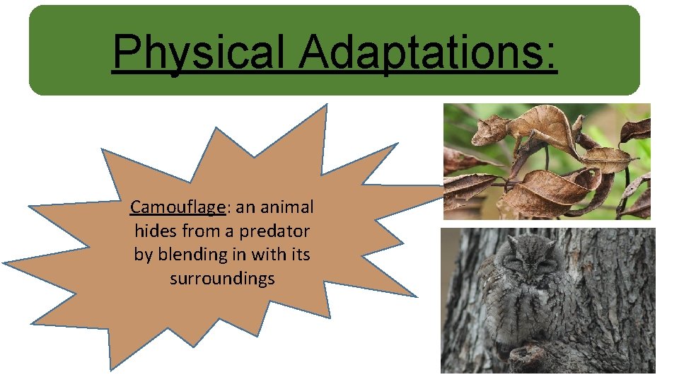 Physical Adaptations: Camouflage: an animal hides from a predator by blending in with its
