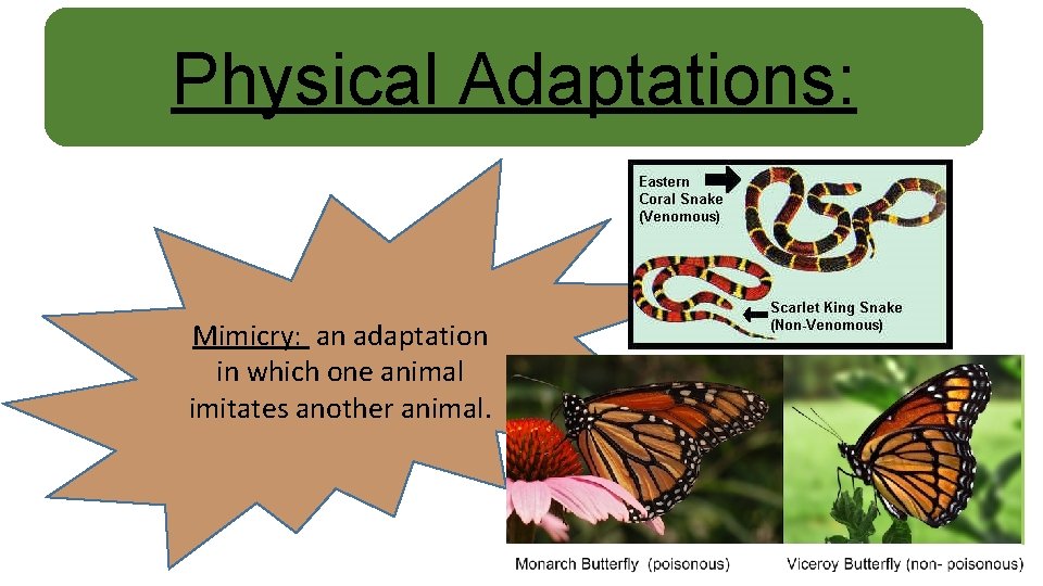 Physical Adaptations: Mimicry: an adaptation in which one animal imitates another animal. 