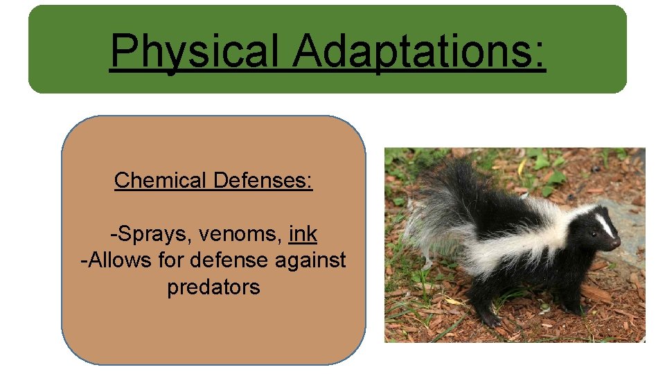 Physical Adaptations: Chemical Defenses: -Sprays, venoms, ink -Allows for defense against predators 