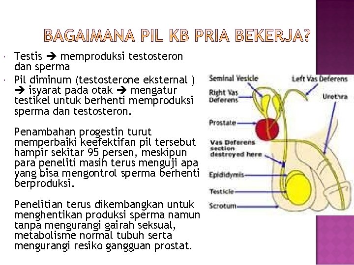  Testis memproduksi testosteron dan sperma Pil diminum (testosterone eksternal ) isyarat pada otak