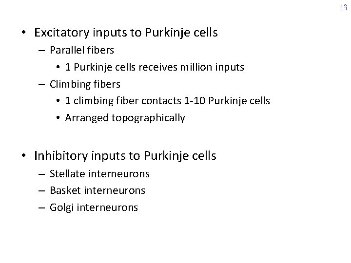 13 • Excitatory inputs to Purkinje cells – Parallel fibers • 1 Purkinje cells