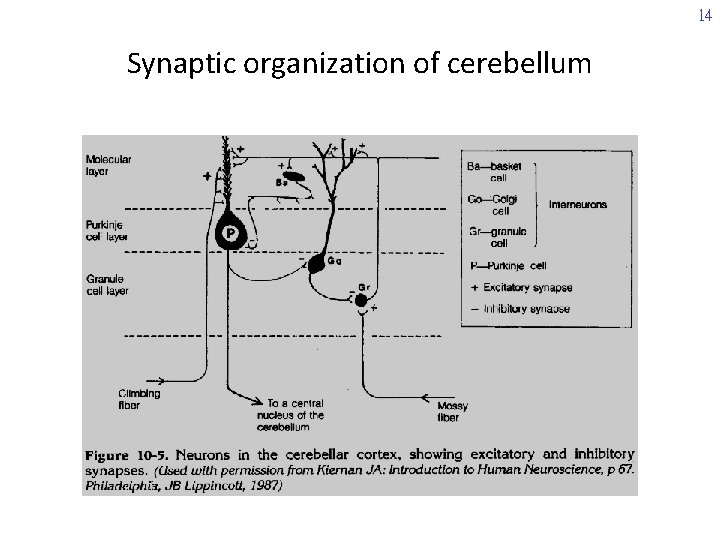 14 Synaptic organization of cerebellum 