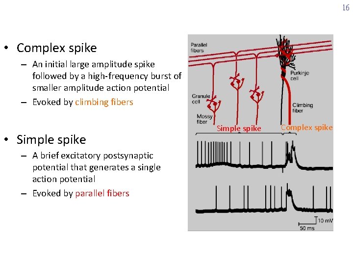 16 • Complex spike – An initial large amplitude spike followed by a high-frequency