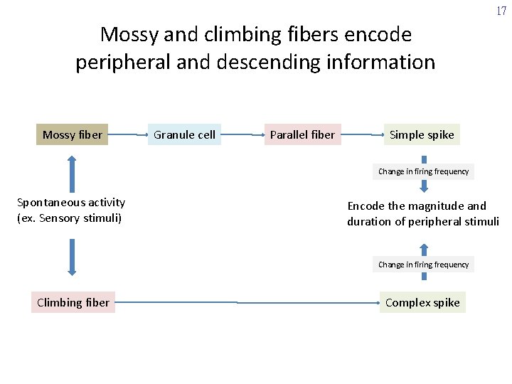 17 Mossy and climbing fibers encode peripheral and descending information Mossy fiber Granule cell