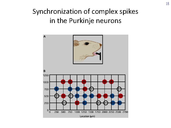 18 Synchronization of complex spikes in the Purkinje neurons 