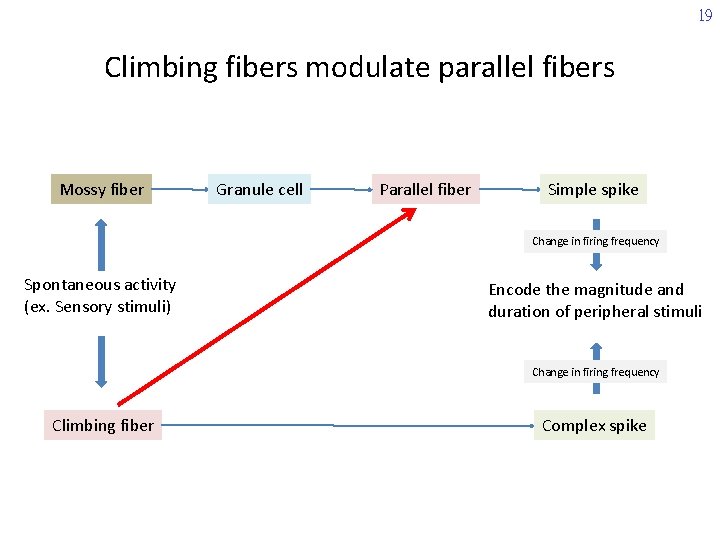 19 Climbing fibers modulate parallel fibers Mossy fiber Granule cell Parallel fiber Simple spike
