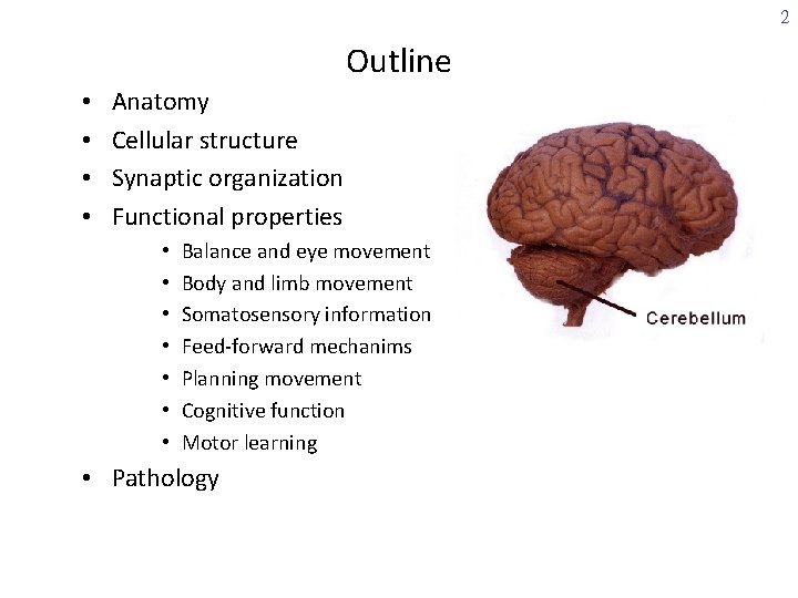 2 Outline • • Anatomy Cellular structure Synaptic organization Functional properties • • Balance