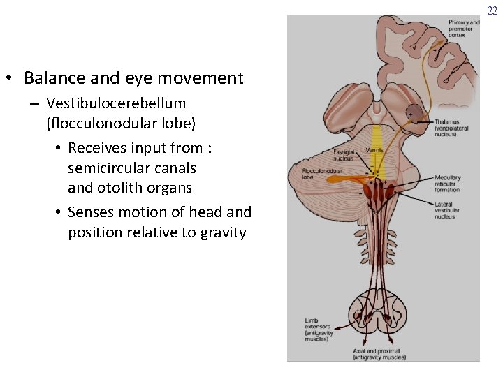 22 • Balance and eye movement – Vestibulocerebellum (flocculonodular lobe) • Receives input from