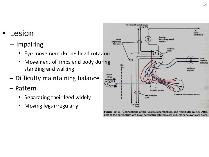 23 • Lesion – Impairing • Eye movement during head rotation • Movement of