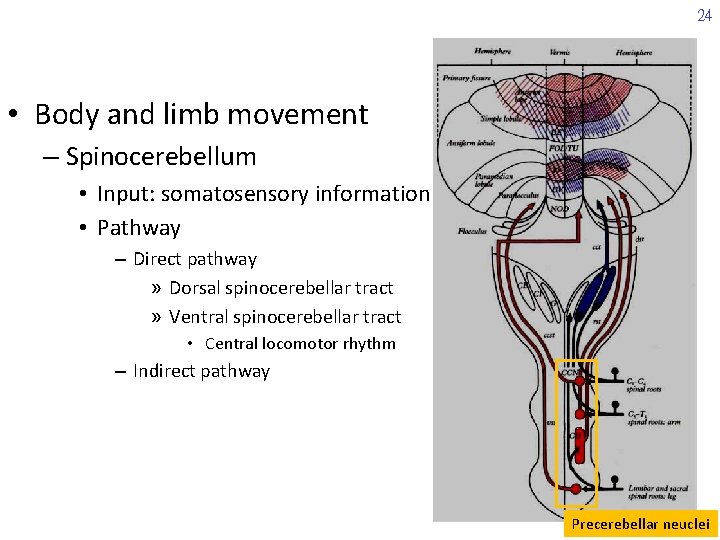 24 • Body and limb movement – Spinocerebellum • Input: somatosensory information • Pathway
