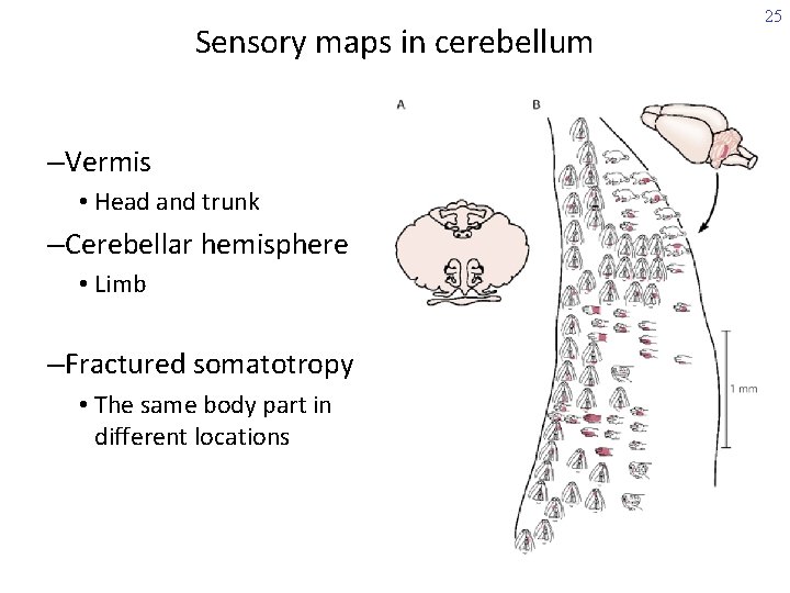 Sensory maps in cerebellum –Vermis • Head and trunk –Cerebellar hemisphere • Limb –Fractured