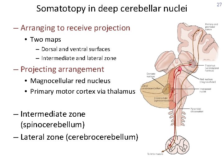 Somatotopy in deep cerebellar nuclei – Arranging to receive projection • Two maps –