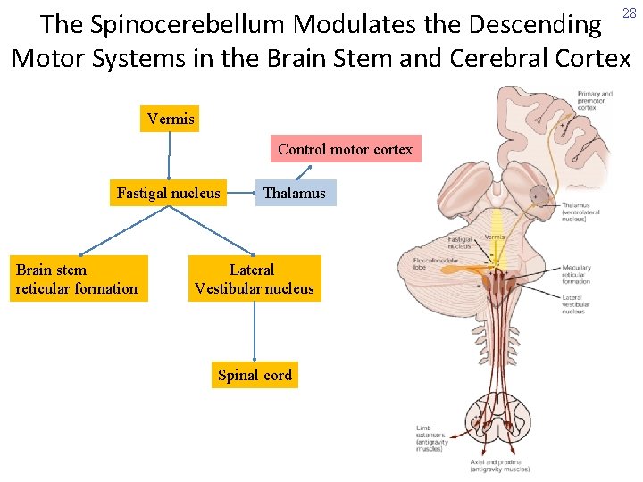 28 The Spinocerebellum Modulates the Descending Motor Systems in the Brain Stem and Cerebral