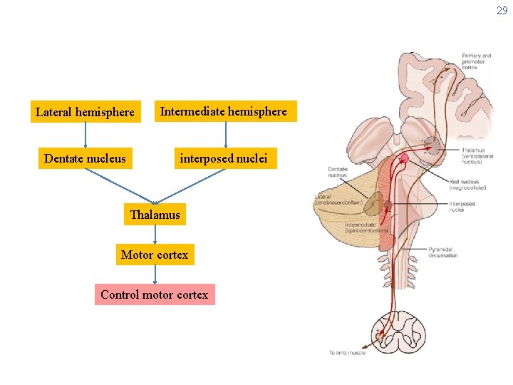 29 Lateral hemisphere Intermediate hemisphere Dentate nucleus interposed nuclei Thalamus Motor cortex Control motor