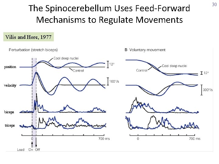 The Spinocerebellum Uses Feed-Forward Mechanisms to Regulate Movements Vilis and Hore, 1977 position velocity