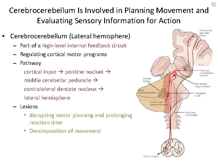 Cerebrocerebellum Is Involved in Planning Movement and Evaluating Sensory Information for Action • Cerebrocerebellum