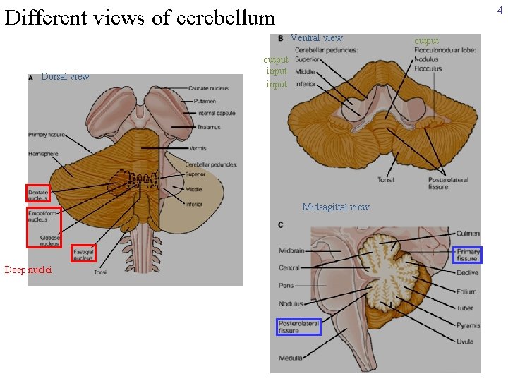 4 Different views of cerebellum Ventral view Dorsal view output input Midsagittal view Deep