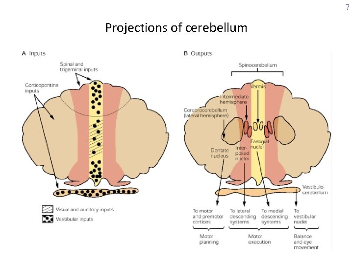 7 Projections of cerebellum 