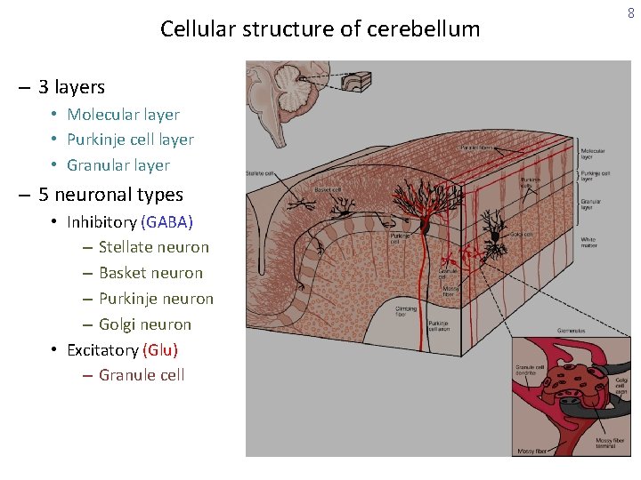 Cellular structure of cerebellum – 3 layers • Molecular layer • Purkinje cell layer
