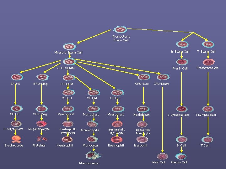 Pluripotent Stem Cell B Stem Cell Myeloid Stem Cell CFU-GEMM BFU-E BFU-Meg CFU-Meg Proerytoblast