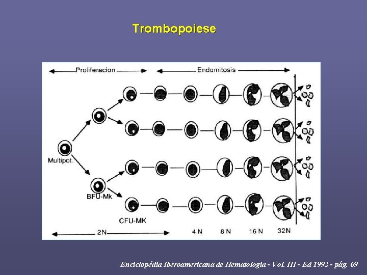 Trombopoiese Enciclopédia Iberoamericana de Hematologia - Vol. III - Ed 1992 - pág. 69