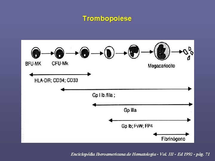 Trombopoiese Enciclopédia Iberoamericana de Hematologia - Vol. III - Ed 1992 - pág. 71