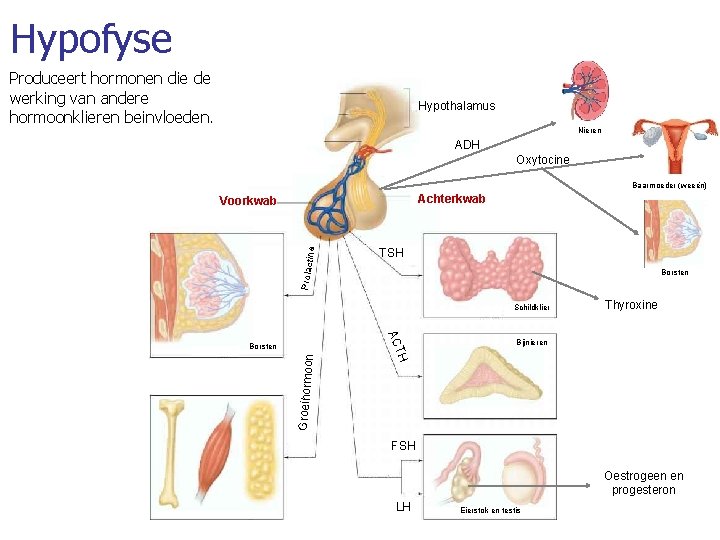 Hypofyse Produceert hormonen die de werking van andere hormoonklieren beinvloeden. Hypothalamus Nieren ADH Oxytocine