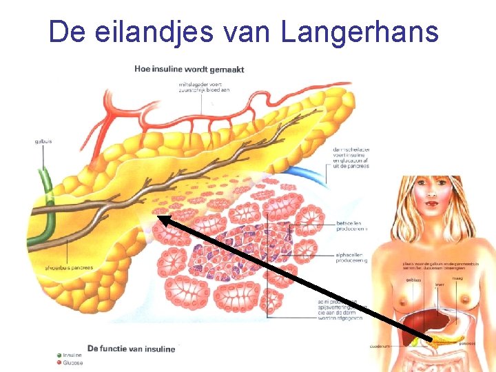 De eilandjes van Langerhans 