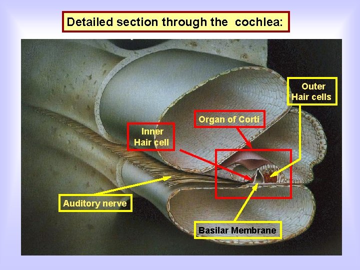 Detailed section through the cochlea: Outer Hair cells Organ of Corti Inner Hair cell