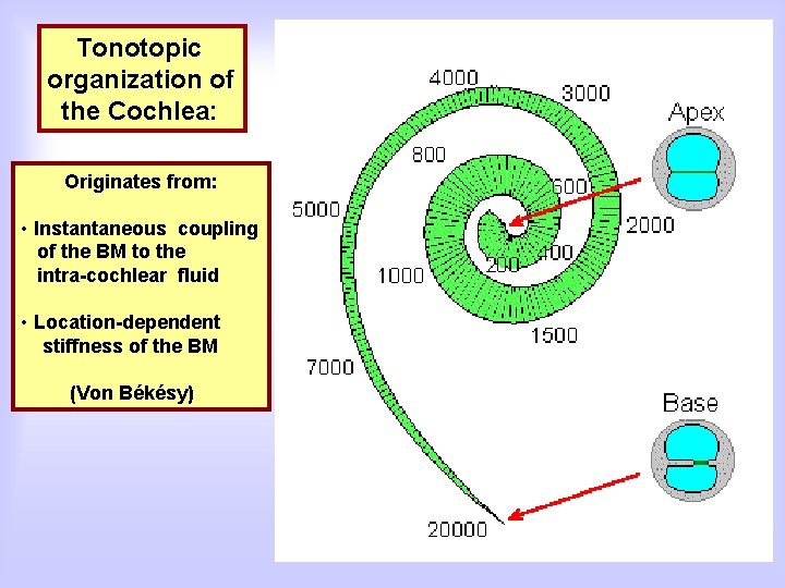 Tonotopic organization of the Cochlea: Originates from: • Instantaneous coupling of the BM to