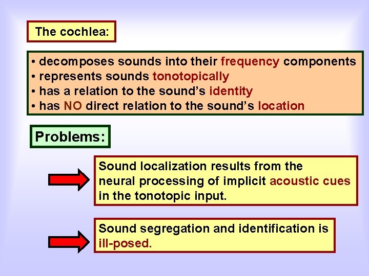 The cochlea: • decomposes sounds into their frequency components • represents sounds tonotopically •