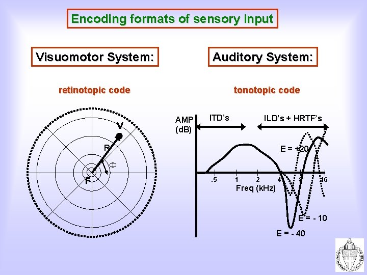 Encoding formats of sensory input Visuomotor System: Auditory System: retinotopic code V tonotopic code