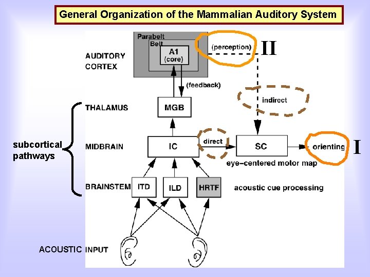 General Organization of the Mammalian Auditory System II subcortical pathways ACOUSTIC I 