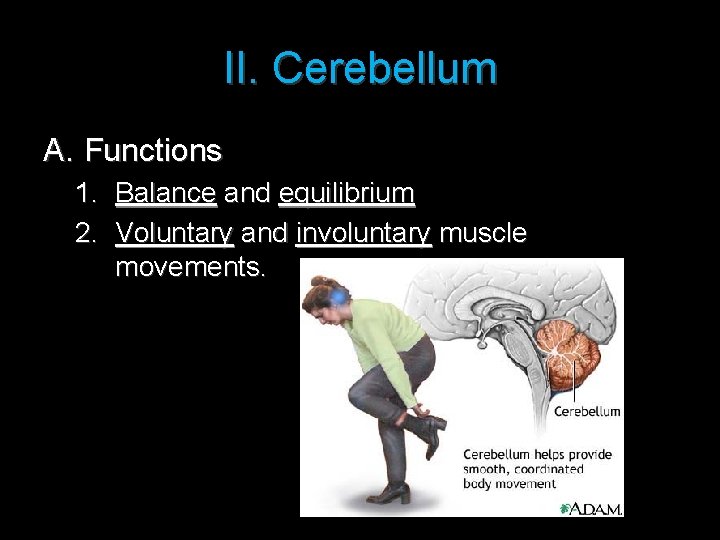 II. Cerebellum A. Functions 1. Balance and equilibrium 2. Voluntary and involuntary muscle movements.
