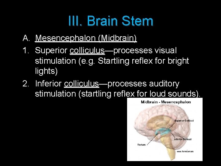 III. Brain Stem A. Mesencephalon (Midbrain) 1. Superior colliculus—processes visual stimulation (e. g. Startling