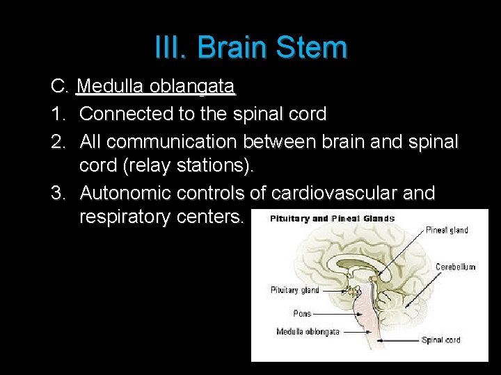 III. Brain Stem C. Medulla oblangata 1. Connected to the spinal cord 2. All