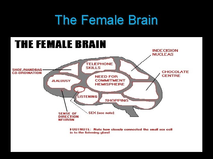 The Female Brain 