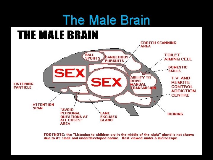 The Male Brain 