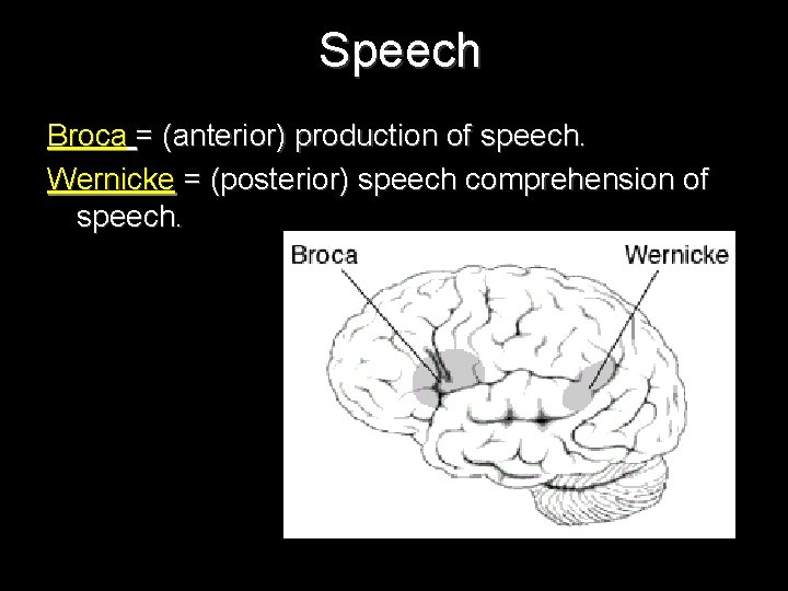 Speech Broca = (anterior) production of speech. Wernicke = (posterior) speech comprehension of speech.
