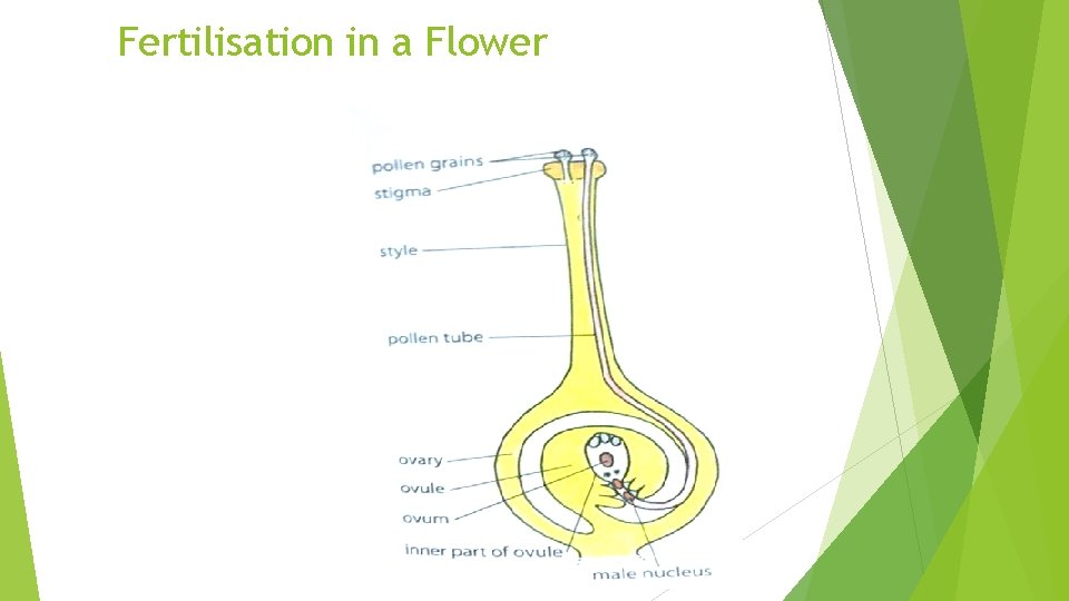 Fertilisation in a Flower 