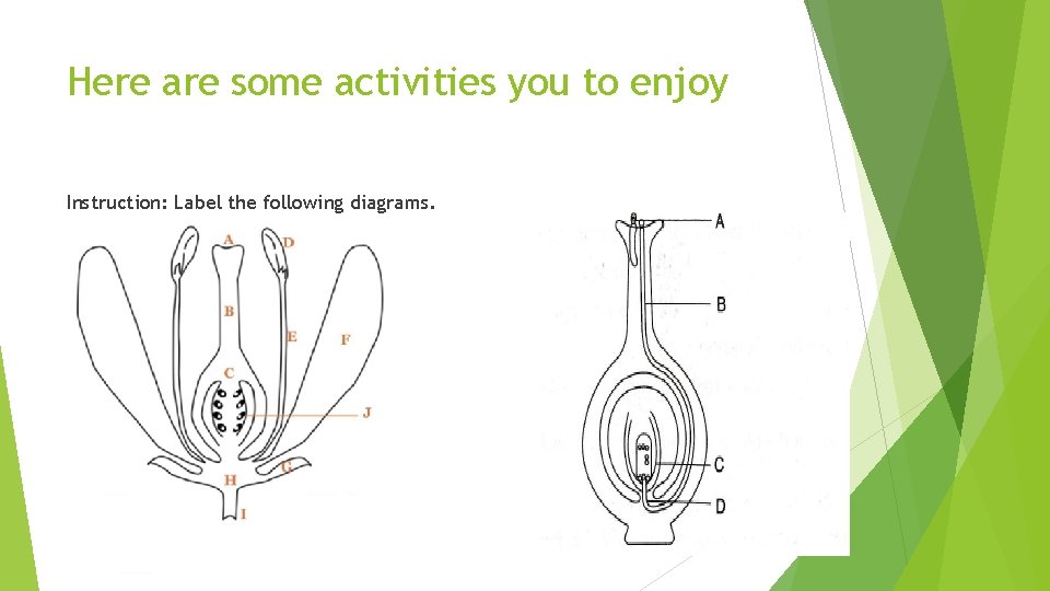 Here are some activities you to enjoy Instruction: Label the following diagrams. 