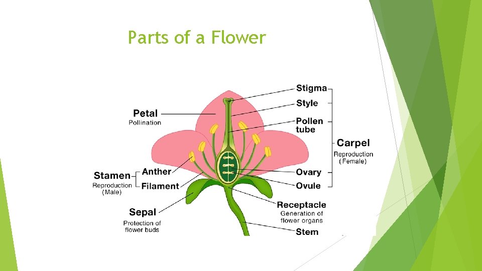 Parts of a Flower 