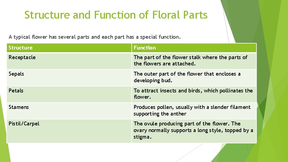 Structure and Function of Floral Parts A typical flower has several parts and each
