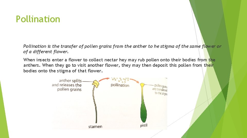Pollination is the transfer of pollen grains from the anther to he stigma of